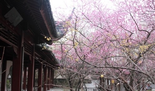 深闺之中的"雨花台梅岗"之所以说它是深闺之中,是因为相比来说知道的