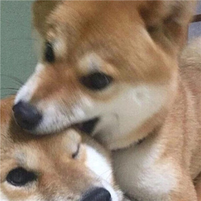猫狗一体的动画片